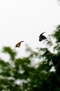 Butterflies in flight