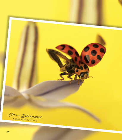 Ladybird Ladybird book