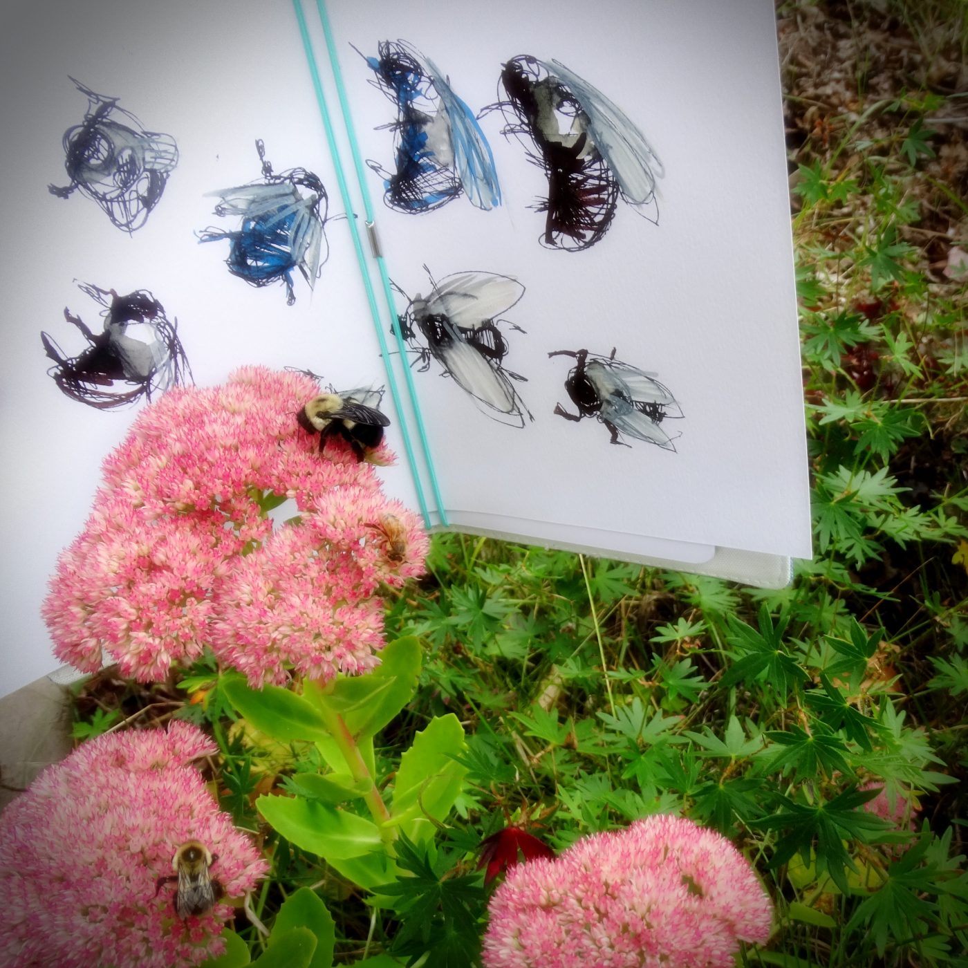 More Bees Please! Nature Sketching