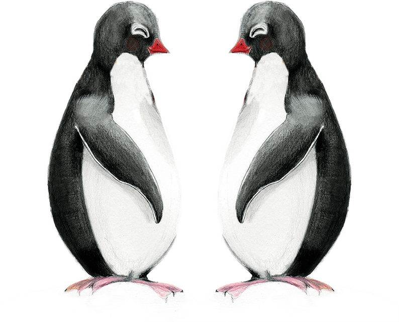 penguins Penguins